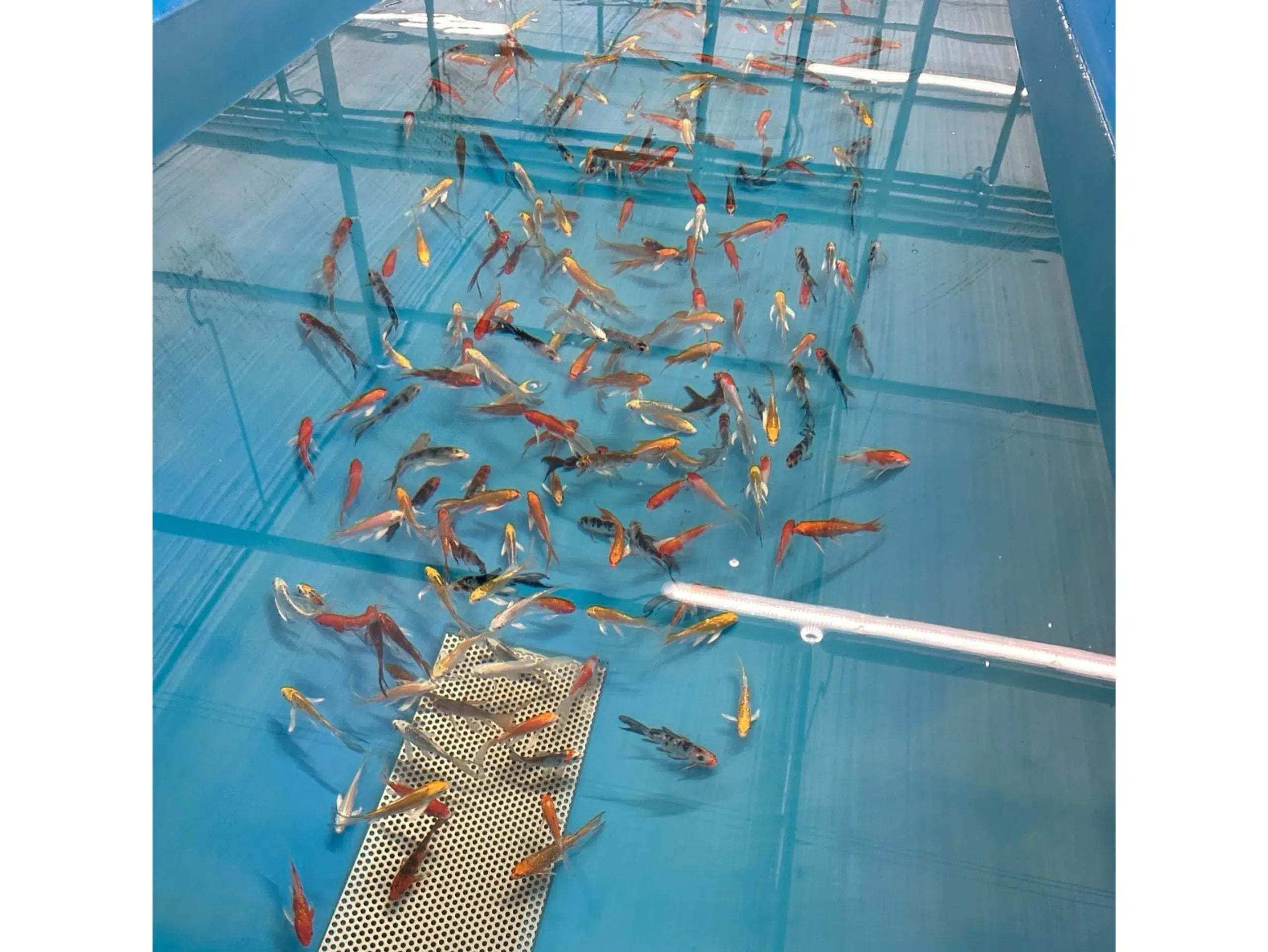 Buttterfly Koi 8-12cm