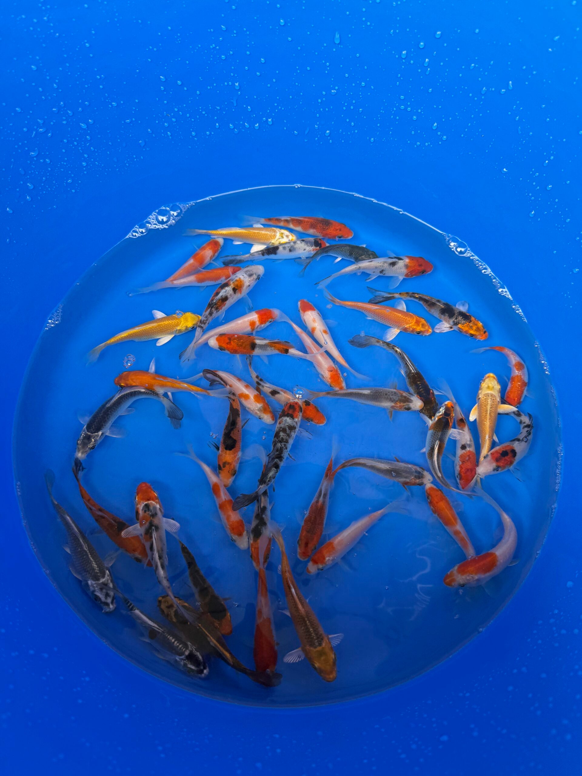 A-Koi Mix 8-10cm