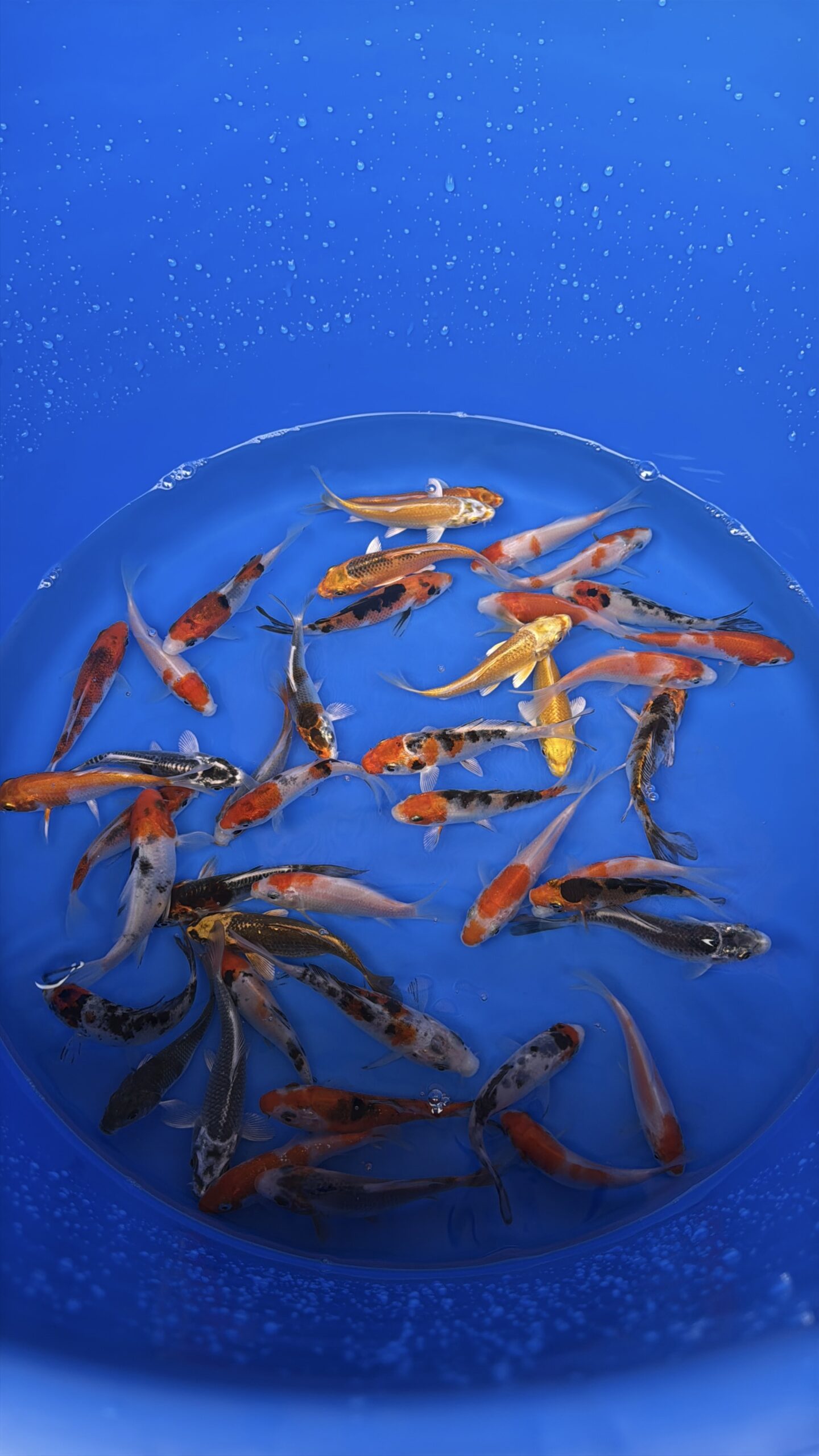 A-Koi Mix 8-10cm
