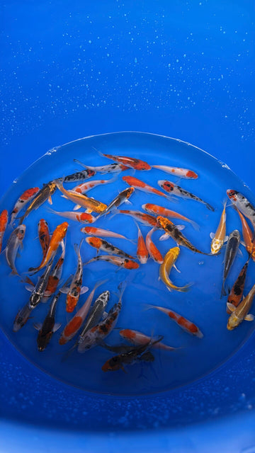A-Koi Mix 8-10cm
