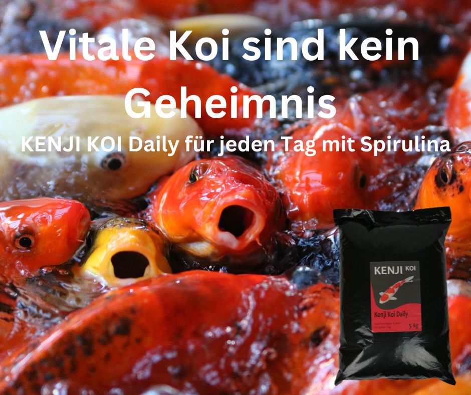 KENJI KOI Daily Food - Für die ganze Saison 5kg