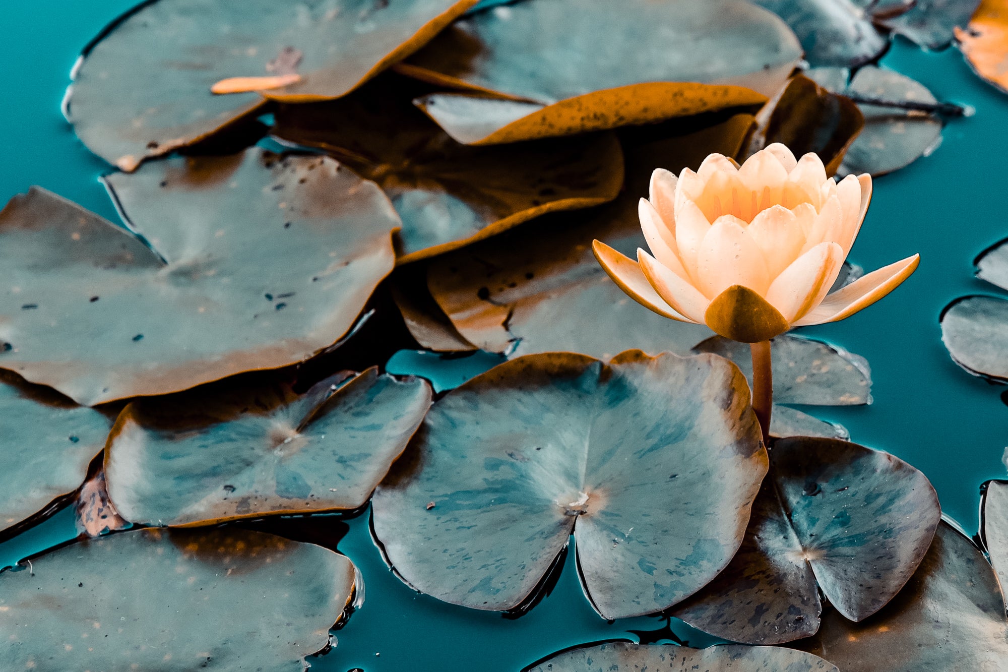 slider image 1621243260e1af0c20-1